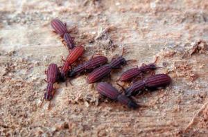 Africa - Libya <br>Photo: J.C.Ringenbach <br> Det.:LEO P.<br>Original picture from: http://jcringenbach.free.fr/<br>Used with permission