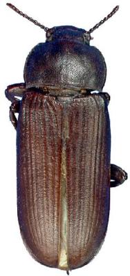 U.S-Florida <br>Photo & Det.: J.C.Dunford <br>Original picture from: http://entnemdept.ifas.ufl.edu/teneb/index.htm<br>Used with permission