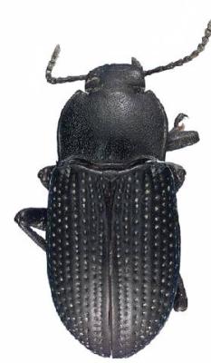 U.S-Florida <br>Photo & Det.: J.C.Dunford <br>Original picture from: http://entnemdept.ifas.ufl.edu/teneb/index.htm<br>Used with permission