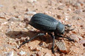 Africa - Libya <br>Photo: J.C.Ringenbach <br> Det.:LEO P.<br>Original picture from: http://jcringenbach.free.fr/<br>Used with permission