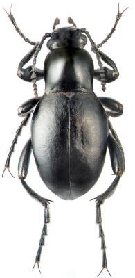 Astrakhan reg., 7 km NNE Dsang, 24.04.08 M.E. Smirnov
Male Body length 14 mm 