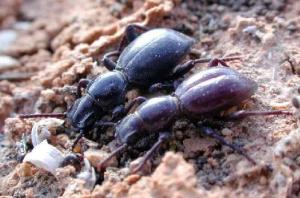 Africa - Libya <br>Photo: J.C.Ringenbach <br> Det.:LEO P.<br>Original picture from: http://jcringenbach.free.fr/<br>Used with permission