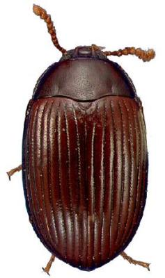 U.S-Florida <br>Photo & Det.: J.C.Dunford <br>Original picture from: http://entnemdept.ifas.ufl.edu/teneb/index.htm<br>Used with permission