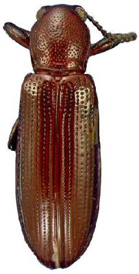 U.S-Florida <br>Photo & Det.: J.C.Dunford <br>Original picture from: http://entnemdept.ifas.ufl.edu/teneb/index.htm<br>Used with permission