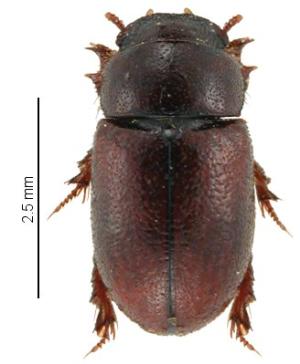 Africa - Libya <br>Photo: J.C.Ringenbach <br> Det.:LEO P.<br>Original picture from: http://jcringenbach.free.fr/<br>Used with permission