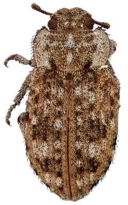 U.S-Florida <br>Photo & Det.: J.C.Dunford <br>Original picture from: http://entnemdept.ifas.ufl.edu/teneb/index.htm<br>Used with permission