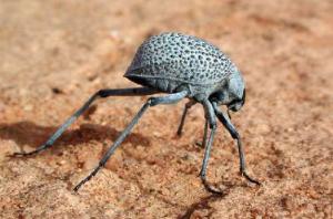 Africa - Libya <br>Photo: J.C.Ringenbach <br> Det.:LEO P.<br>Original picture from: http://jcringenbach.free.fr/<br>Used with permission