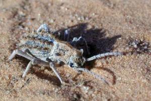 Africa - Libya <br>Photo: J.C.Ringenbach <br> Det.:LEO P.<br>Original picture from: http://jcringenbach.free.fr/<br>Used with permission