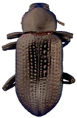 U.S-Florida <br>Photo & Det.: J.C.Dunford <br>Original picture from: http://entnemdept.ifas.ufl.edu/teneb/index.htm<br>Used with permission