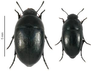 Africa - Libya <br>Photo: J.C.Ringenbach <br> Det.:LEO P.<br>Original picture from: http://jcringenbach.free.fr/<br>Used with permission