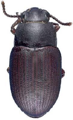 U.S-Florida <br>Photo & Det.: J.C.Dunford <br>Original picture from: http://entnemdept.ifas.ufl.edu/teneb/index.htm<br>Used with permission