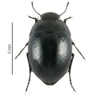 Africa - Libya <br>Photo: J.C.Ringenbach <br> Det.:LEO P.<br>Original picture from: http://jcringenbach.free.fr/<br>Used with permission