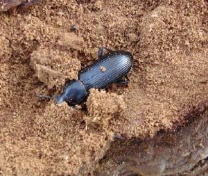 Photo: Fabien Soldati 