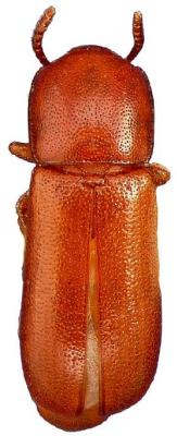 U.S-Florida <br>Photo & Det.: J.C.Dunford <br>Original picture from: http://entnemdept.ifas.ufl.edu/teneb/index.htm<br>Used with permission
